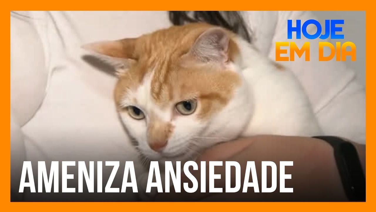 Estudo aponta que conviver com gatos ajuda no tratamento de ansiedade e depressão