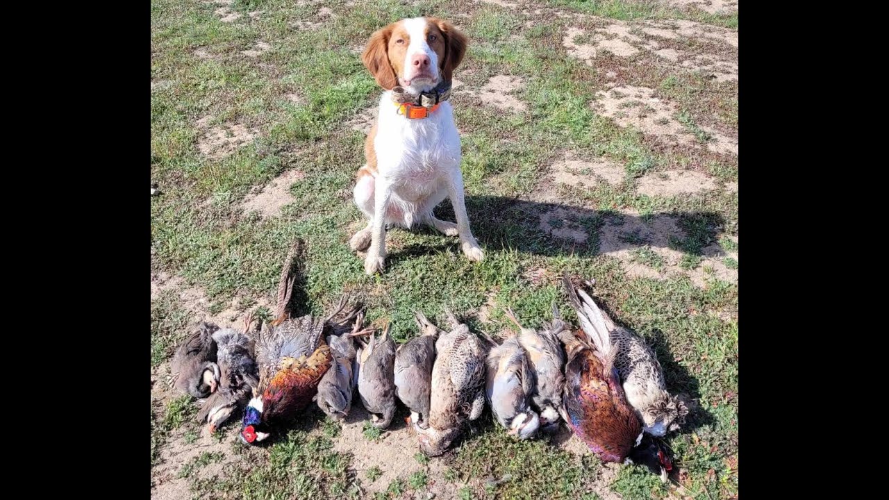 Pheasant and Chukar Hunting - Brittany Spaniels First 3 Hunts