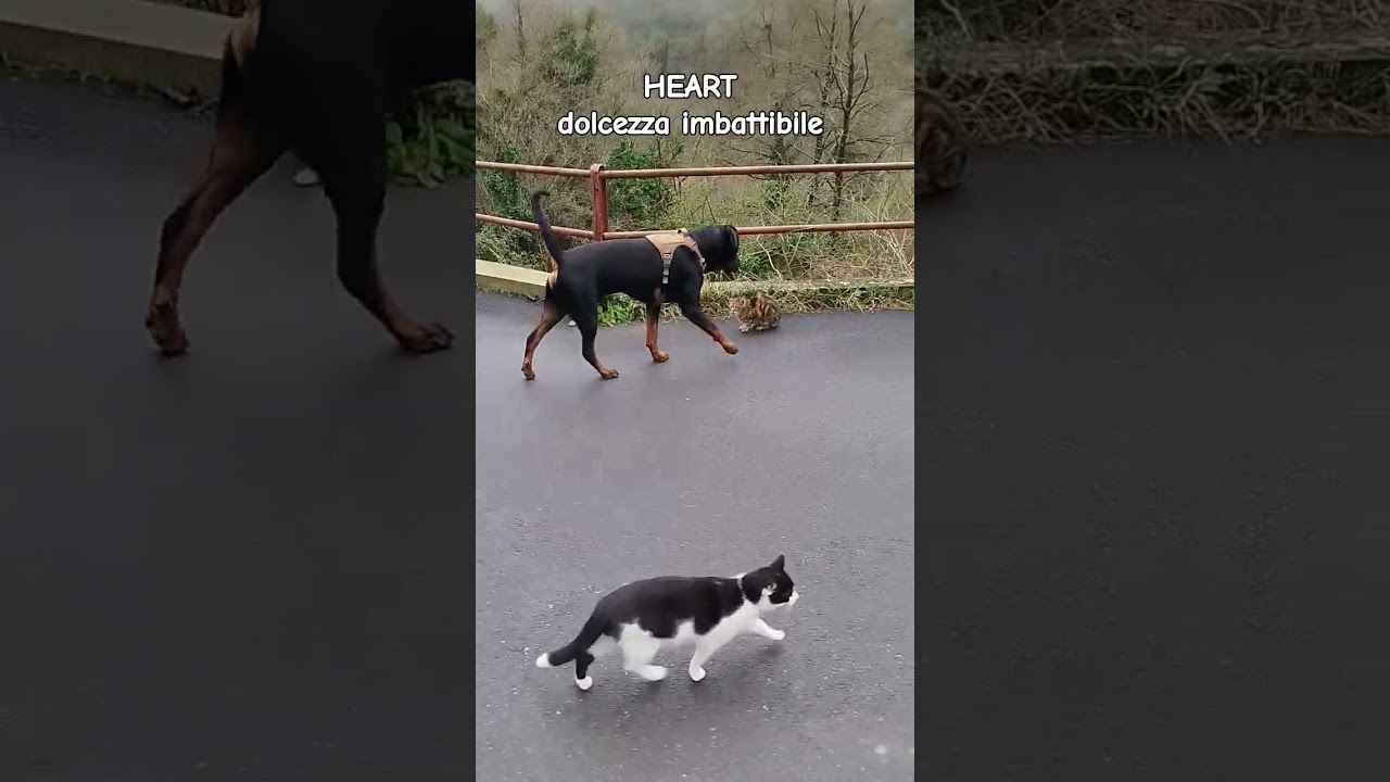 Rottweiler infinitamente unico in dolcezza