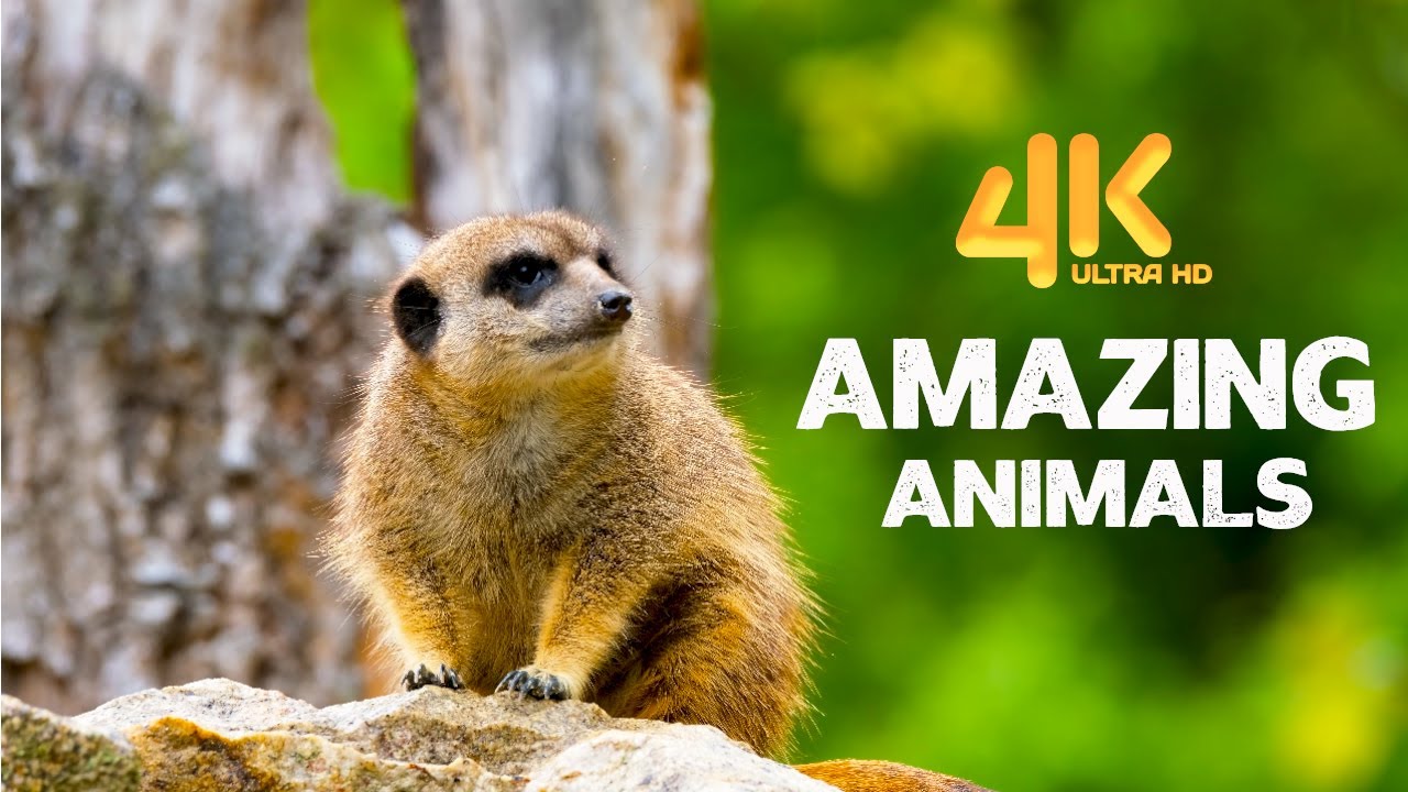 4K ULTRA African Wildlife Cute Meerkats and Squirrels |  Wild Animals of Africa #Wlid Life MA