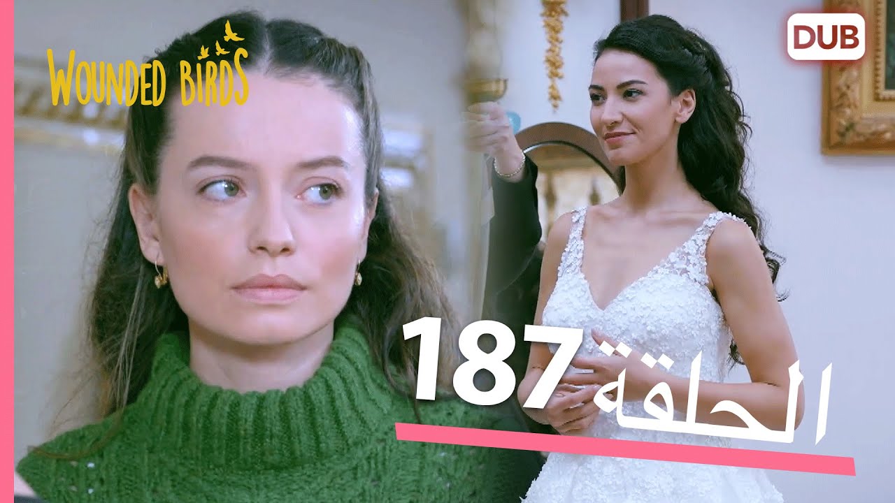 الطيور الجريحة | الحلقة الكاملة 187 |  مدبلج عربي