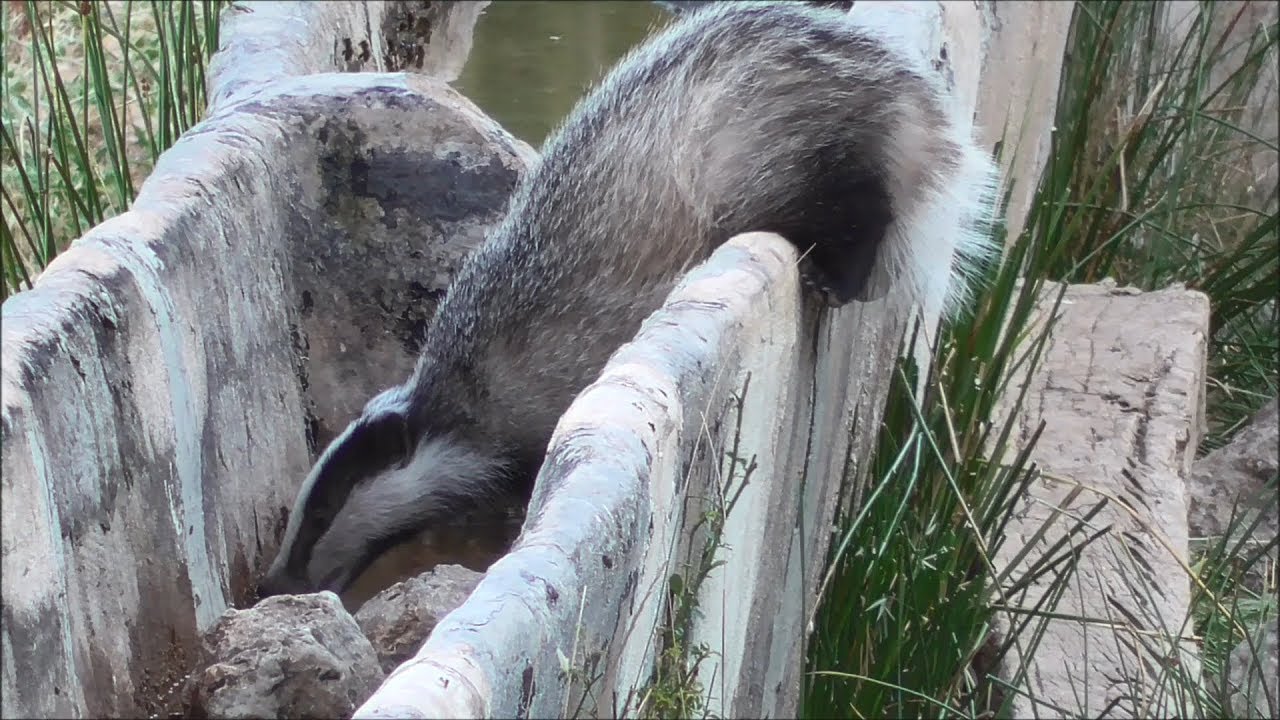 Tej&oacute;n (Meles meles) Badger