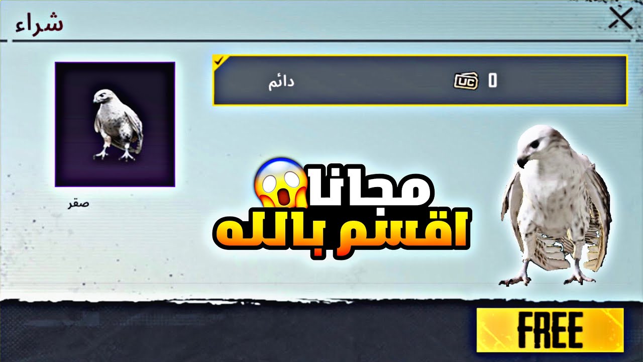 كيفية الحصول على الصقر مجانا 😱 طريقة الحصول على الصقر مجانا ثغرة سريه لم يخبرك بها احد 🔥 2025