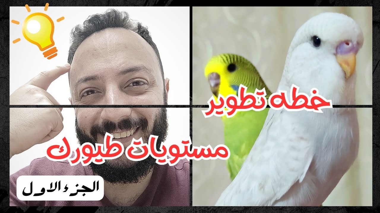 أعمل ايه عشان طيوري يبقو مستويات عاليه | الجزء الأول