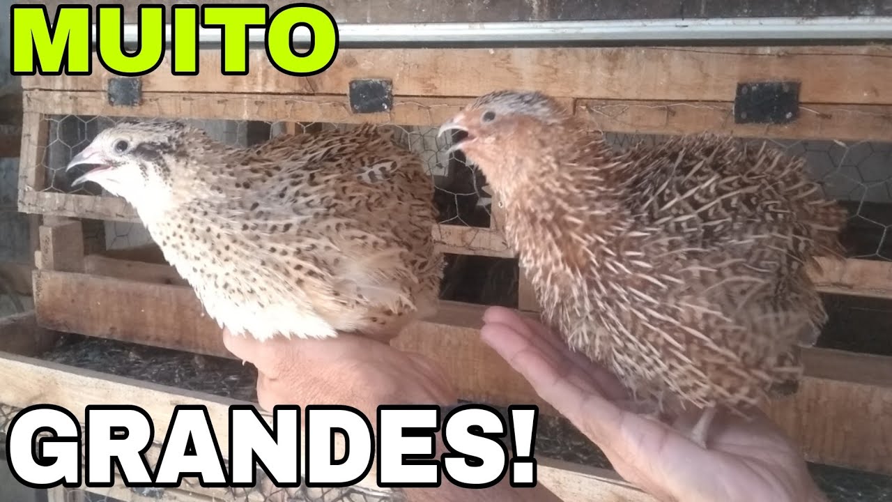 MAIORES CODORNAS GIGANTES DO CRIATÓRIO!