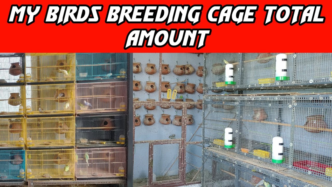 My Birds Breeding Cage Total Amount | தமிழில் | Fancy Birds Chennai
