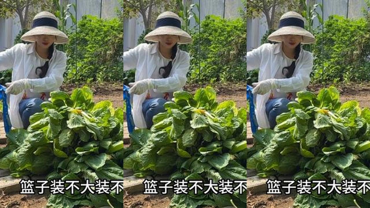 爱吃肉的美国老公爱上了吃菜，爱种菜的老婆又更有动力种菜了 #换种方式记录生活 #田园生活 #有机蔬菜