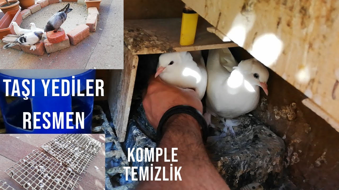 Güvercinler Taşı kemiriyor Temizlik var Yavru beyazlar Büyüdü