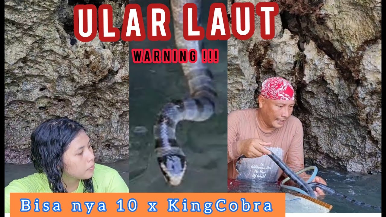 Piknik Herping dapat Ular Laut   Bisa nya 10 x Ular KingCobra