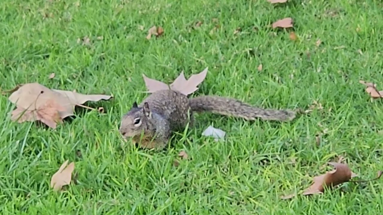 Curiosidades de la Naturaleza:  Ardilla 🐿 