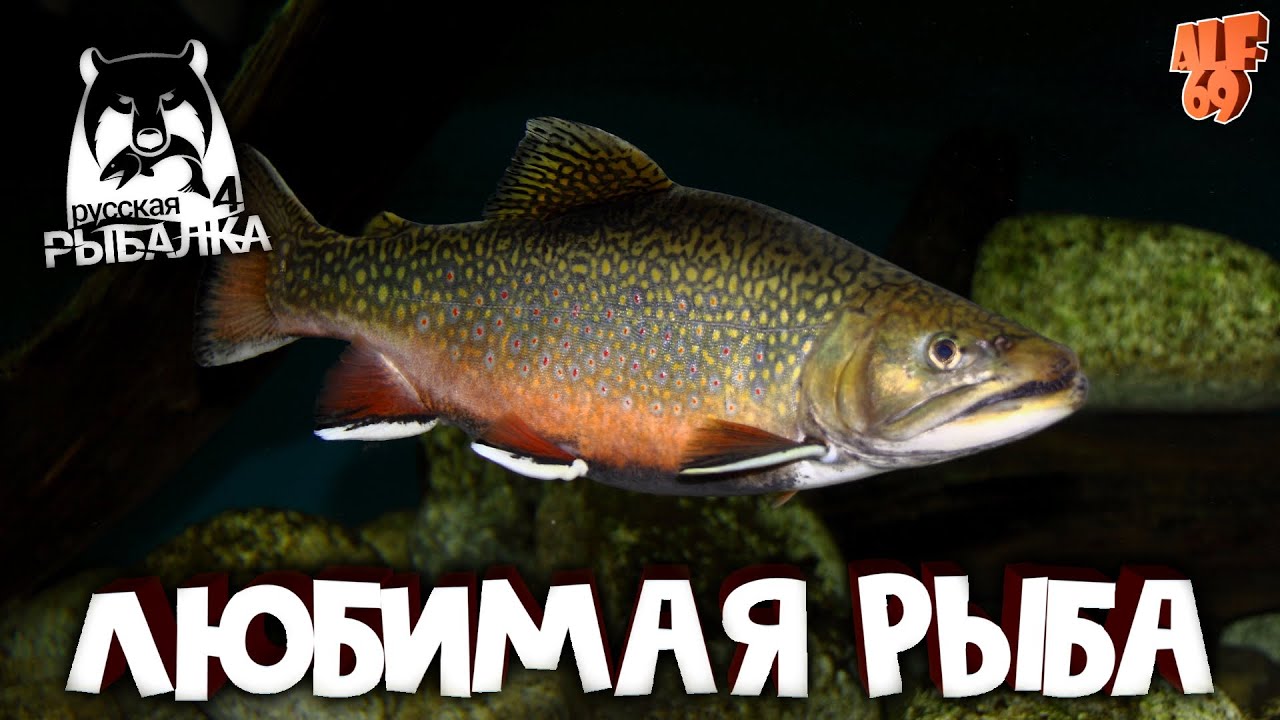 ИЩЕМ ТРОФЕИ, ФАРМИМ, ОБЩАЕМСЯ! СТРИМ РУССКАЯ РЫБАЛКА 4 (RUSSIAN FISHING 4)