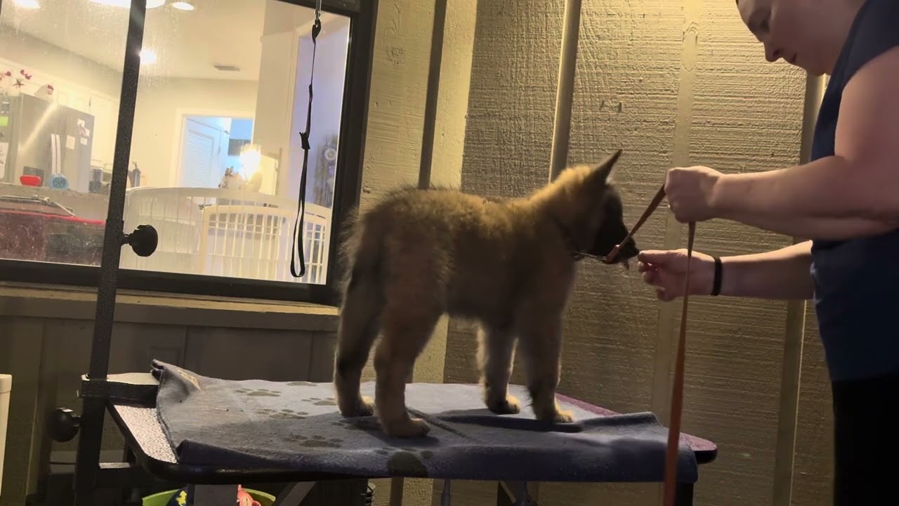 Starla on the grooming table