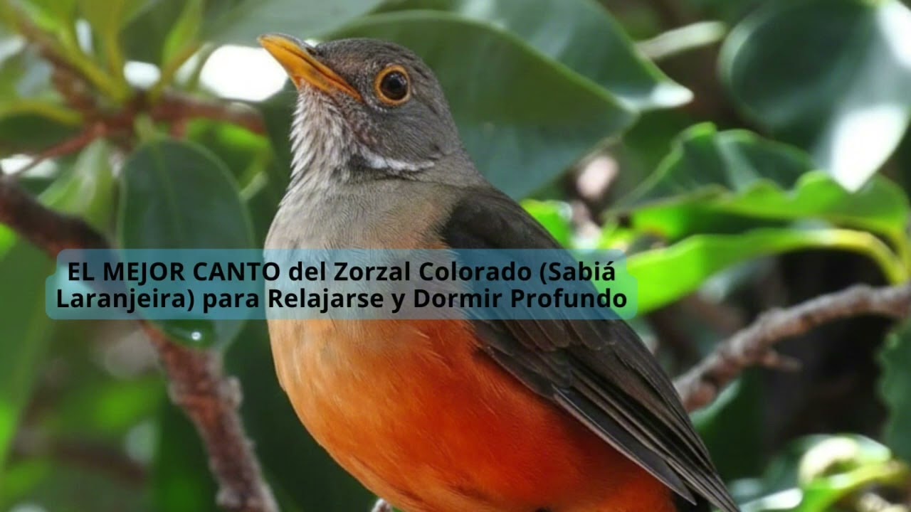 EL MEJOR CANTO del Zorzal Colorado (Sabiá Laranjeira) para Relajarse y Dormir Profundo