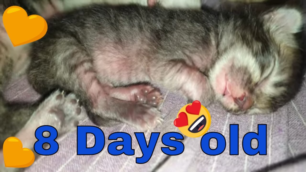 8 Days Old Persian Kittens