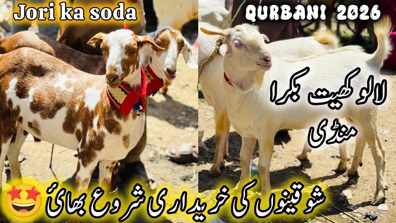 Sunday Lalukhet Bakra Mandi Karachi Latest Rates Update | 5 April 2026 | Bakra Mandi Karachi     