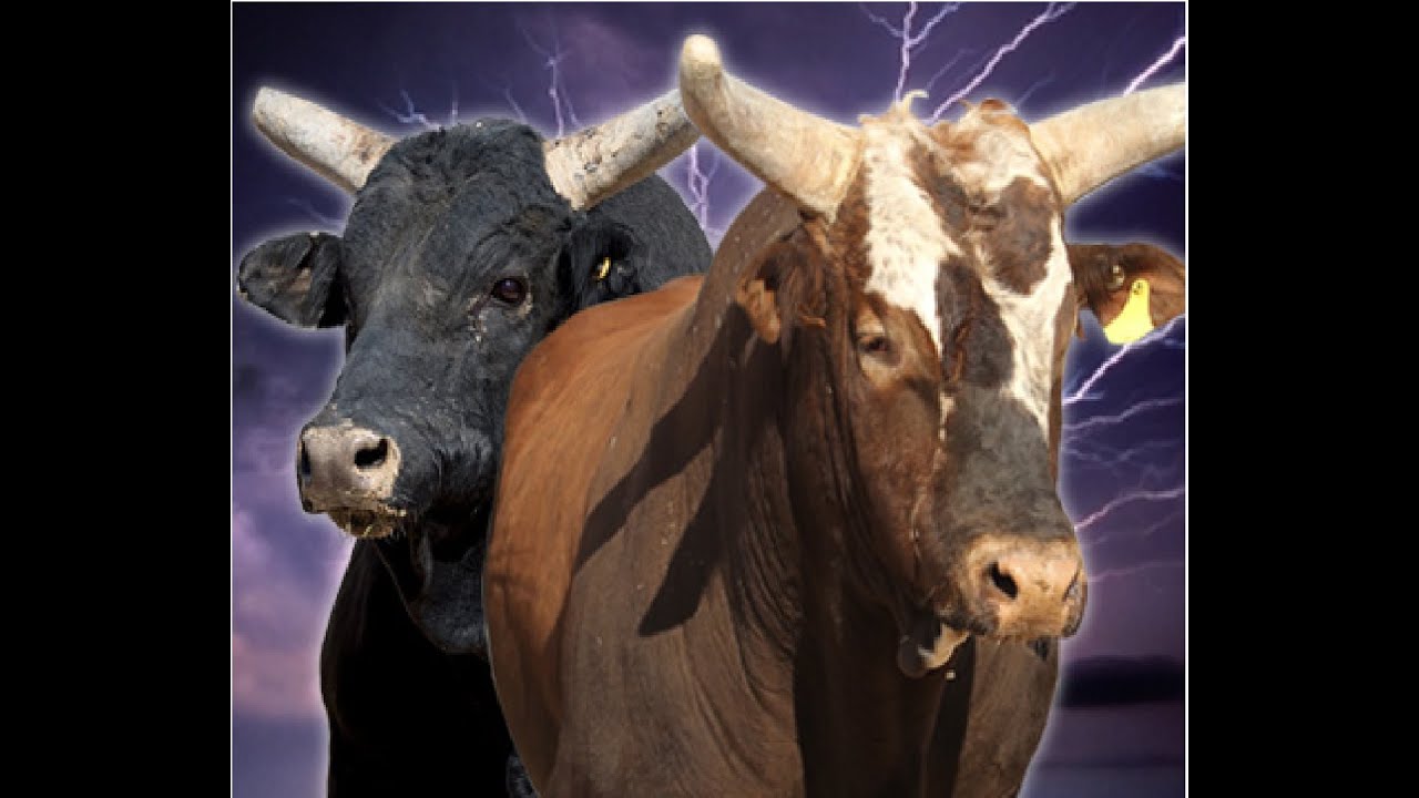 TOP 10 PBR BUCKING BULLS (2014)