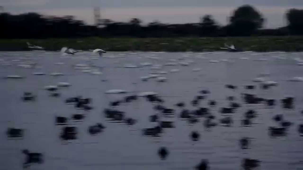 白鳥の群れが飛び立つところ　Swans take off 3