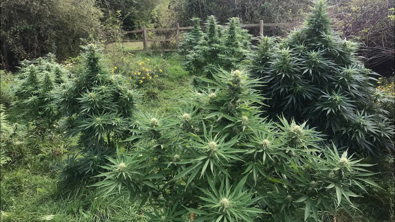 UK OUTDOOR GUERILLA GROW MONSTER 2020.  Outdoor warrior style (the ace rimmer garden)