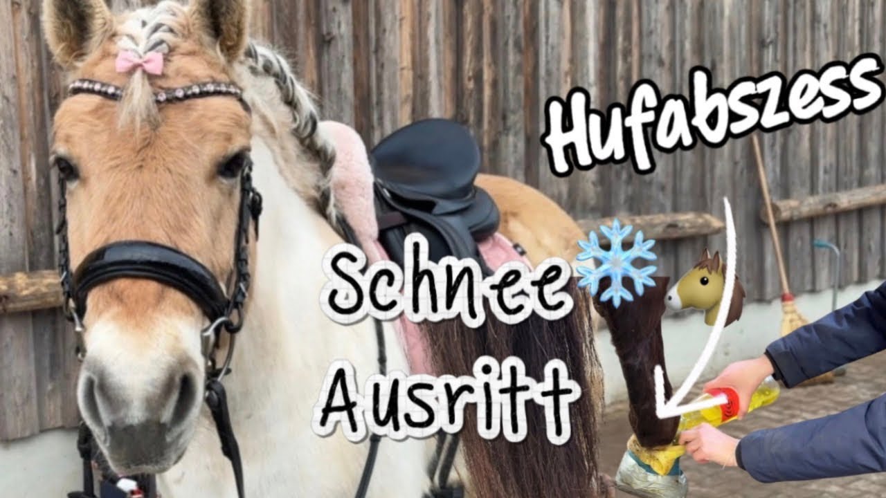Stall Fma | Schnee Ausritt, Hufabszess