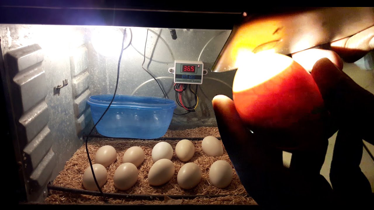 Candling Eggs DAY 16 (Chicken Egg Candling Day 1-21)