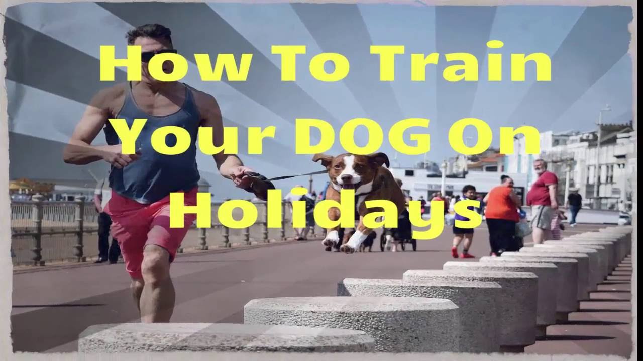 Basic Dog Obedience Training... How to Train Your Dog on Holidays