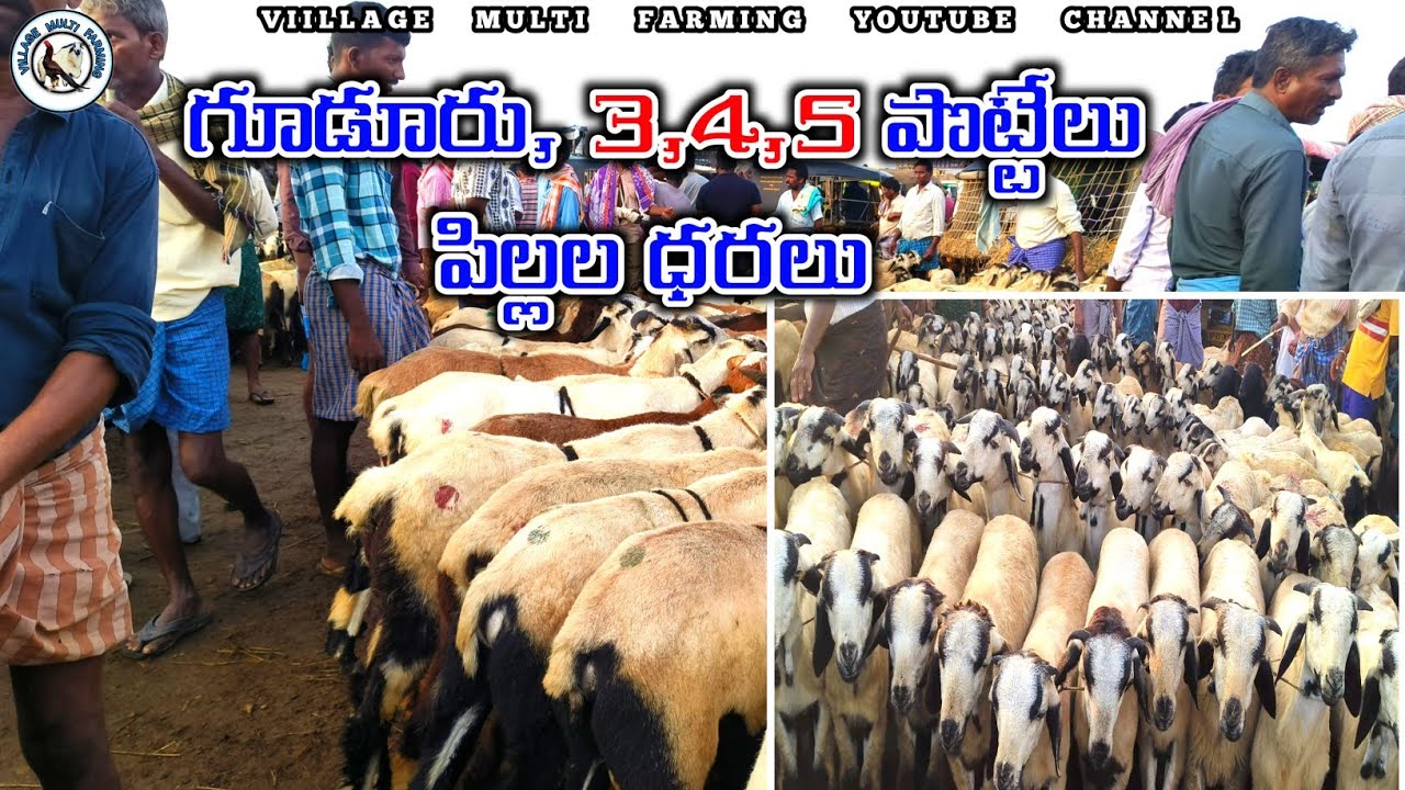09-05-2025 ఈ  వారం గూడూరు మార్కెట్లో పొట్టేలు పిల్లల ధరలు@villagemultifarming4577