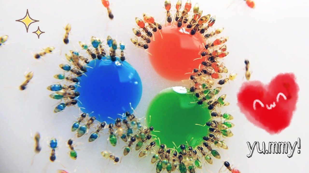 COLORFUL ANTS - Time Lapse! | Ghost Ants (Tapinoma melanocephalum)