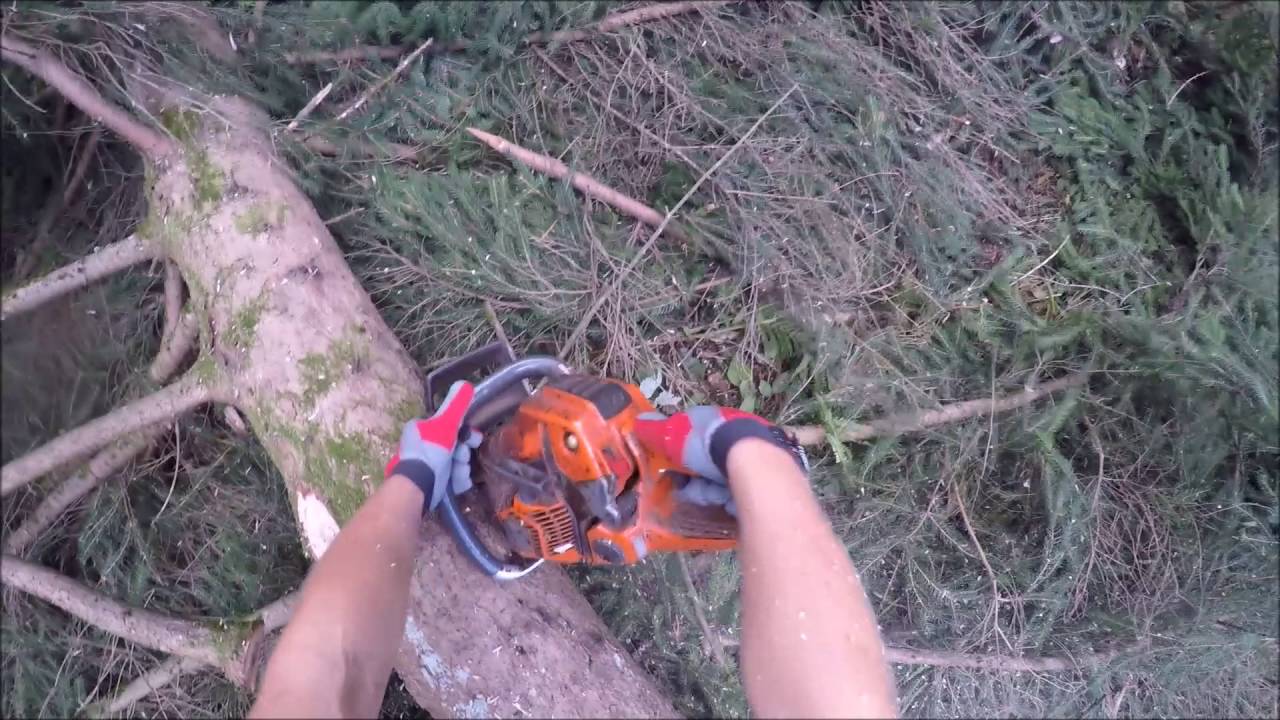 F&auml;llen einer Fichte + Entasten