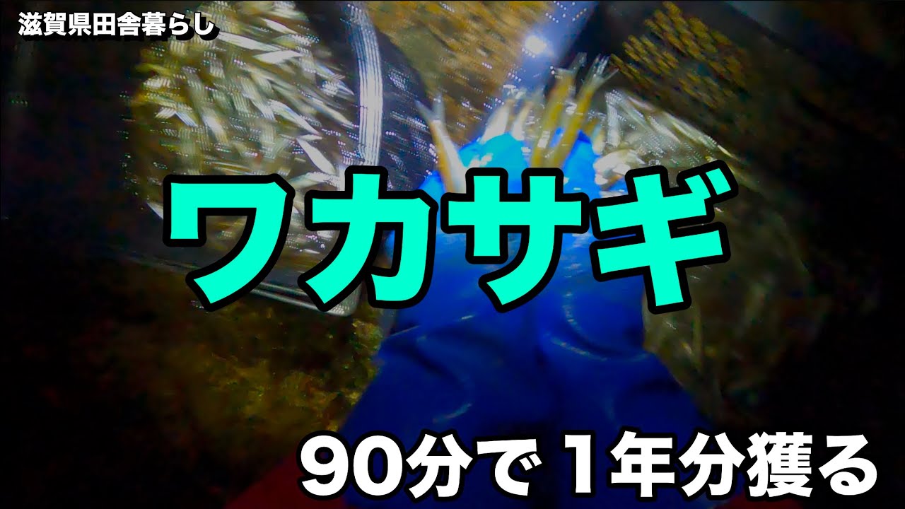 【田舎暮らし】【琵琶湖】 90分でワカサギ1年分獲る