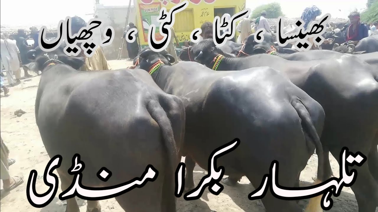 Young buffalo & bull Best of the world // talhar bakra Mandi @a.karaingoats3298