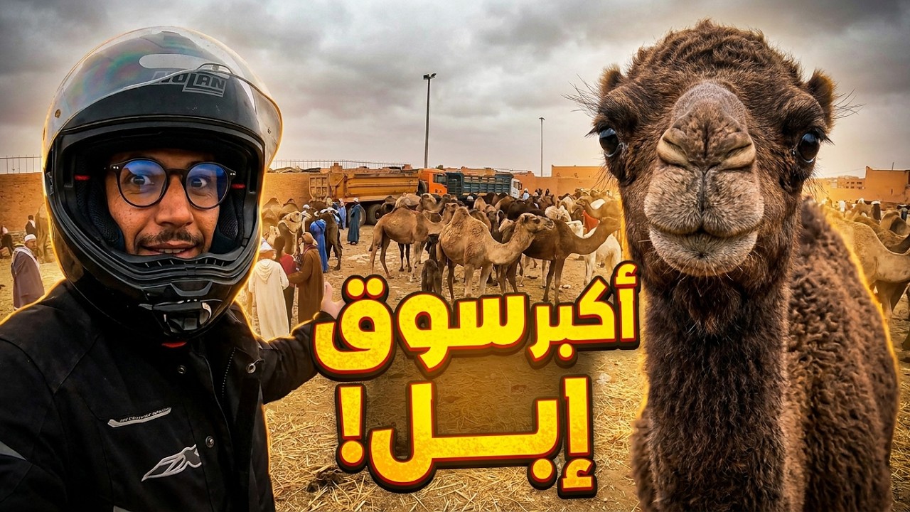 رحلة إلى سوق أمحيريش بكلميم: أكبر سوق للإبل في شمال أفريقيا 🐪