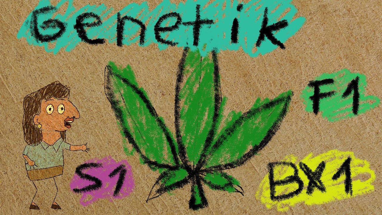 Cannabis Genetik (F1, S1, BX1, IX, Outcross)  #aufkl&auml;rung #dokumentation #wissenschaft