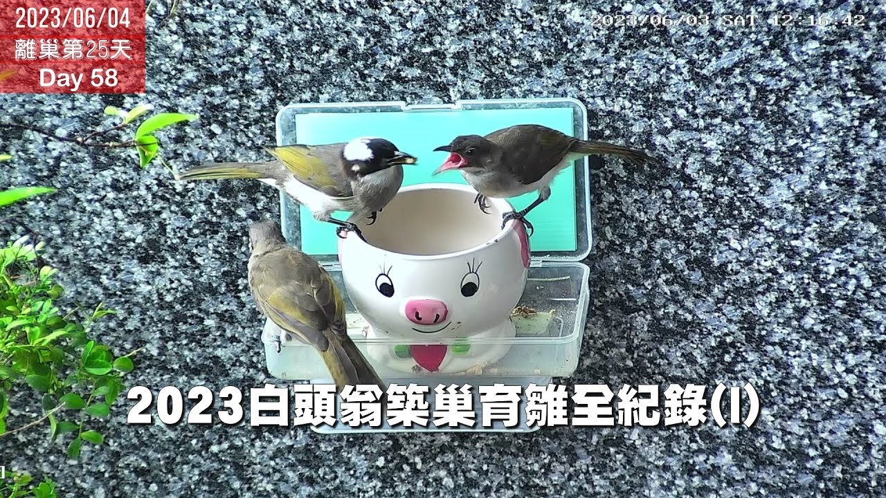 【2023白頭翁築巢育雛全紀錄(1)】：《見證一個了不起的另類父親》 A Nestling & Rearing Story(I) - An amazing Father (w/ C.C)