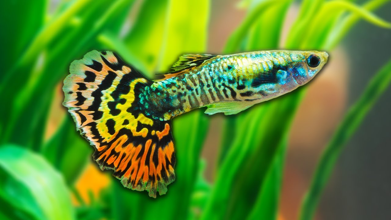Livebearer Fish: Most Interesting Aquarium Fish?