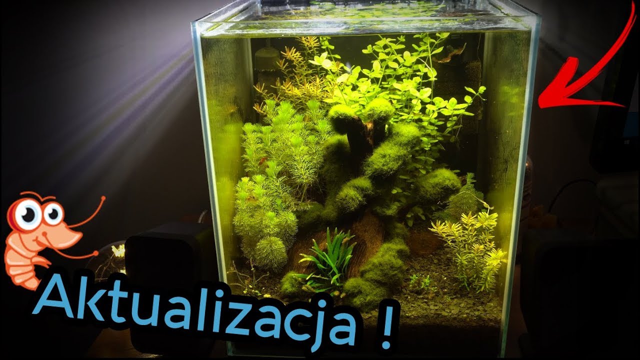 Akwarium Shrimp Set Krewetkarium 30L AKTUALIZACJA / Shrimp Tank Update