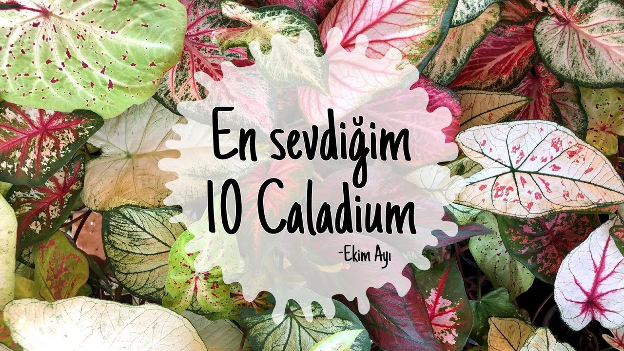 Caladiumları tanıyalım 2! En sevdiğim 10 Caladium (Ekim ayı)