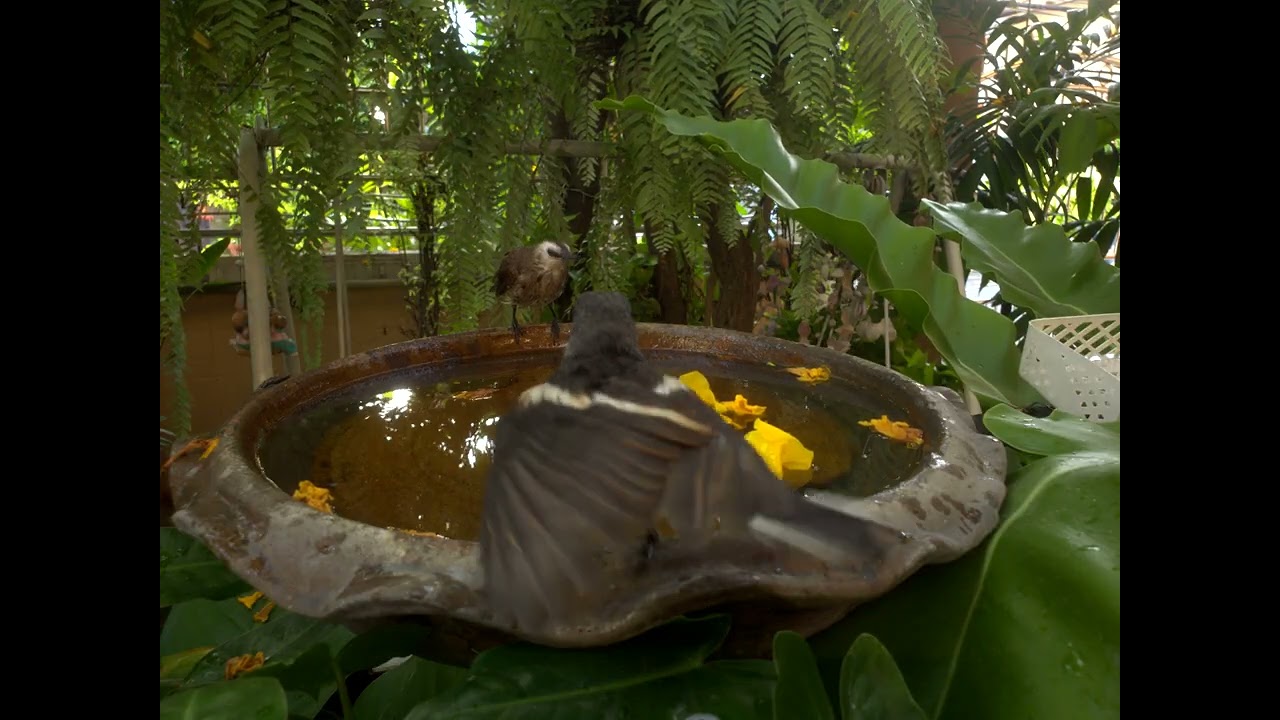 Shower time with Magpie robin, Yellow-vented bulbul and Streak-eared bulbul