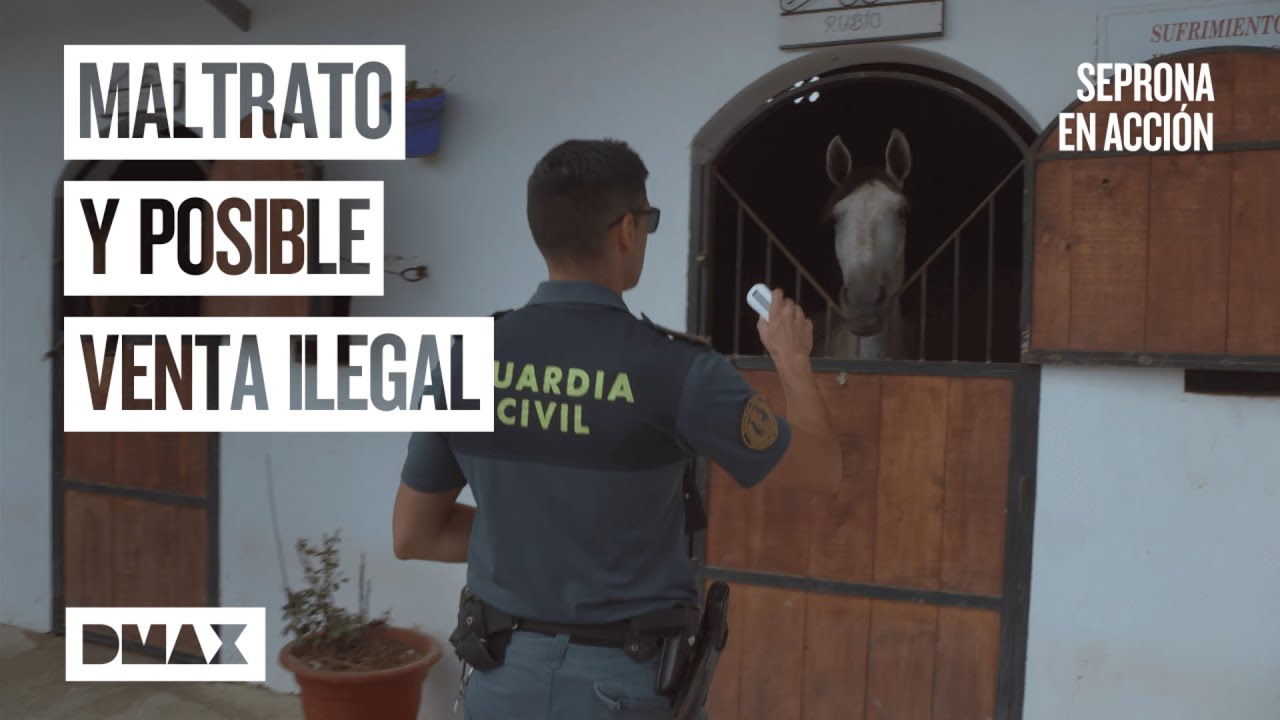 Estos caballos conviven con secuelas de maltrato de su anterior dueño | Seprona en acción