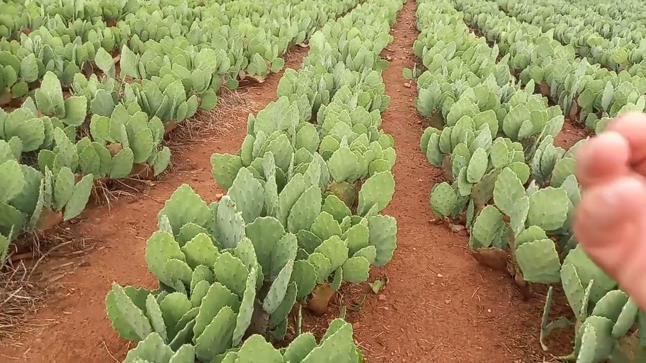 Alta produtividade na palma forrageira veja o vídeo até o final