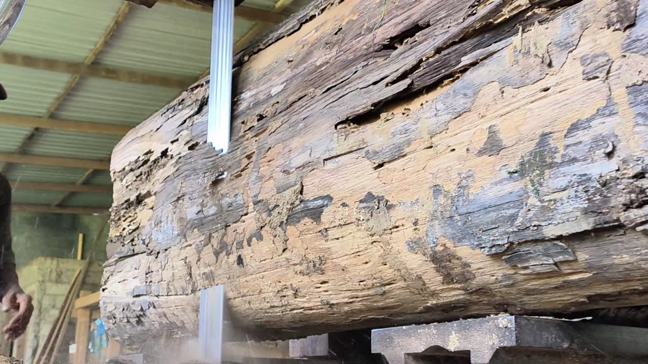 Cutting 400 year old dry and old wood inside a sawmill 