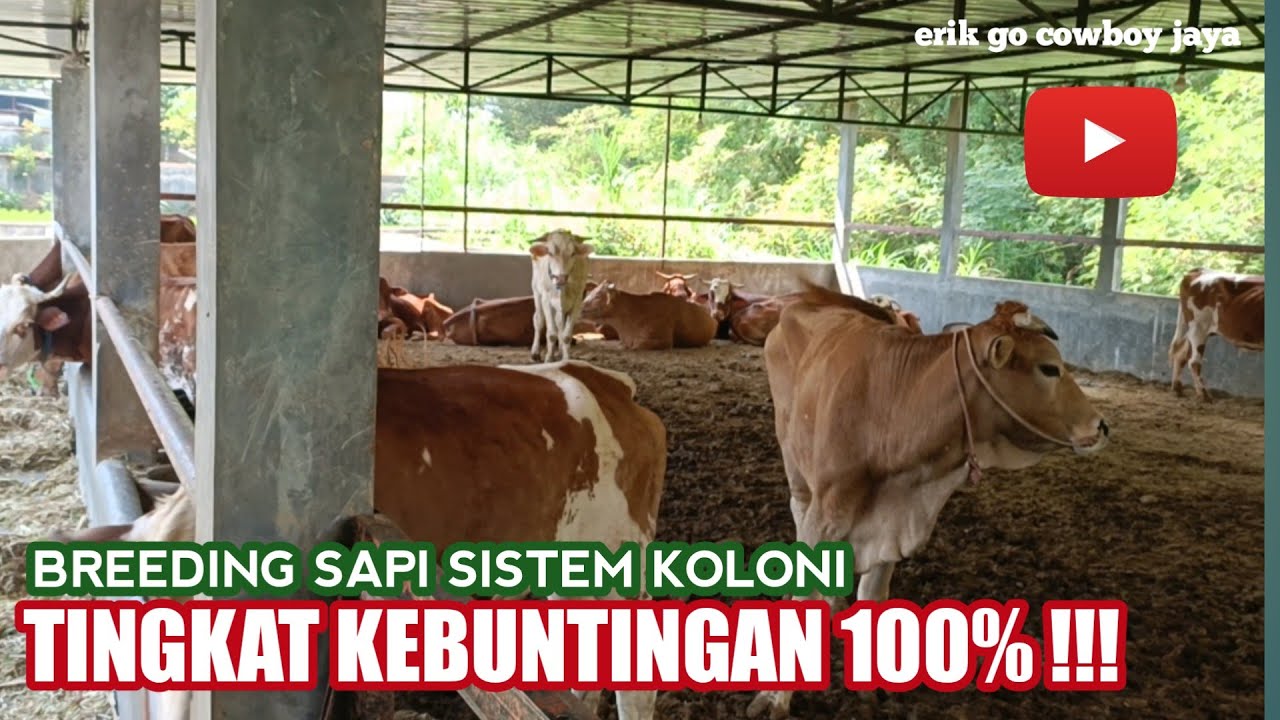 Breeding Sapi Sistem Koloni. TINGKAT KEBUNTINGAN 100% ‼️
