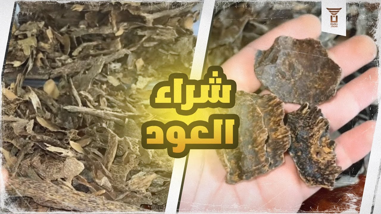 شراء العود من تجار كمبوديا