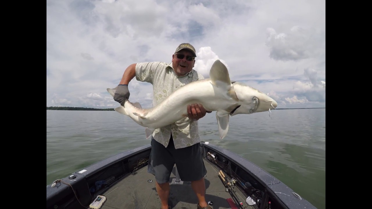 Accidental Sturgeon snagged Ottertail Lake, MN