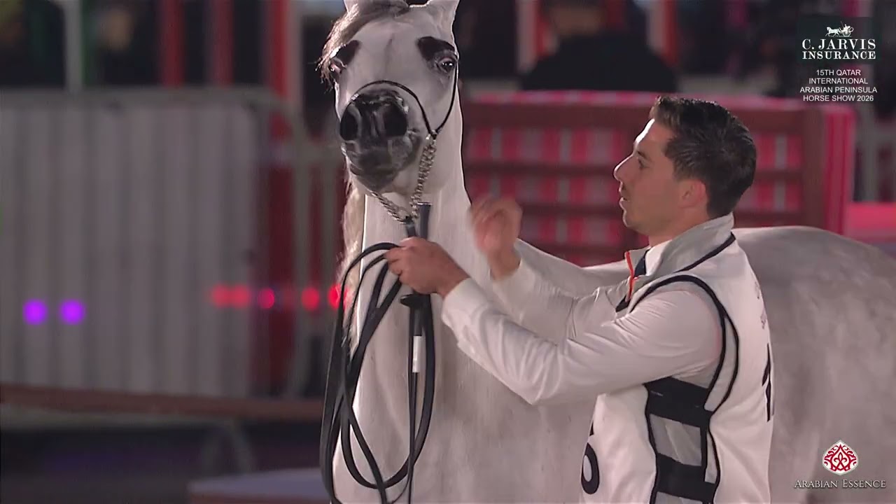 15th Qatar Intl  Arabian Peninsula Horse Show 2026   Class 7