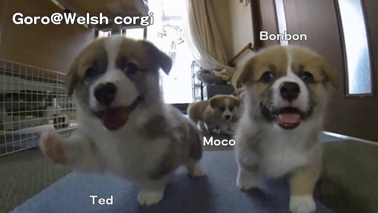Name of 20130706 Part 4 Cute corgi puppies, ear flap slow motion / コーギー 子犬 スローモーション