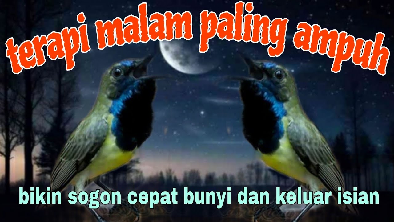 Terapi ampuh sogon malam hari