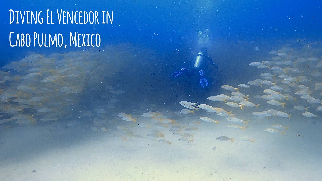 Bull Shark Dive at El Vencedor (CLEAR day!) in Cabo Pulmo, MX with CPWS - 4K 🎵 Guava - Tunnelvisions