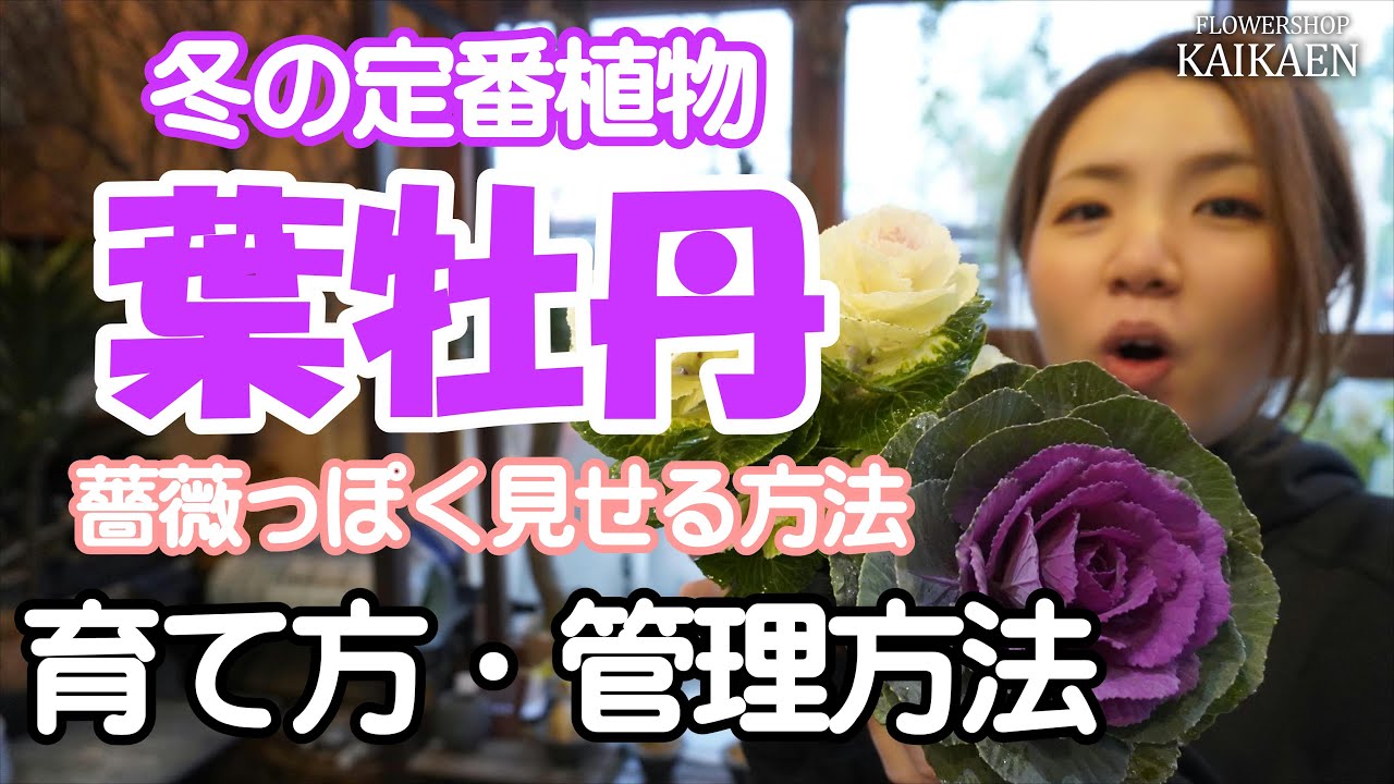 葉牡丹　冬の　定番植物　育て方･管理方法  強い植物　オススメ　薔薇っぽく見せる方法【おうちでガーデニング】開花園チャンネル