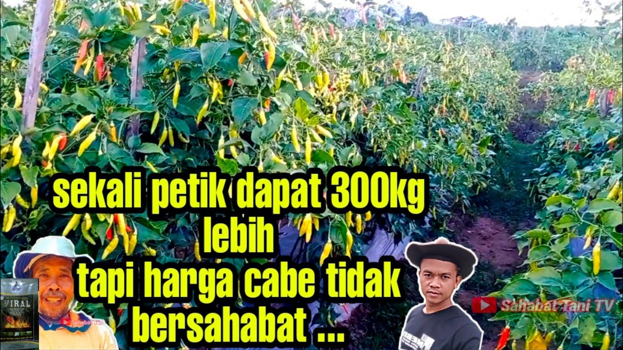 Cara menanam cabe rawit viral berbuah lebat