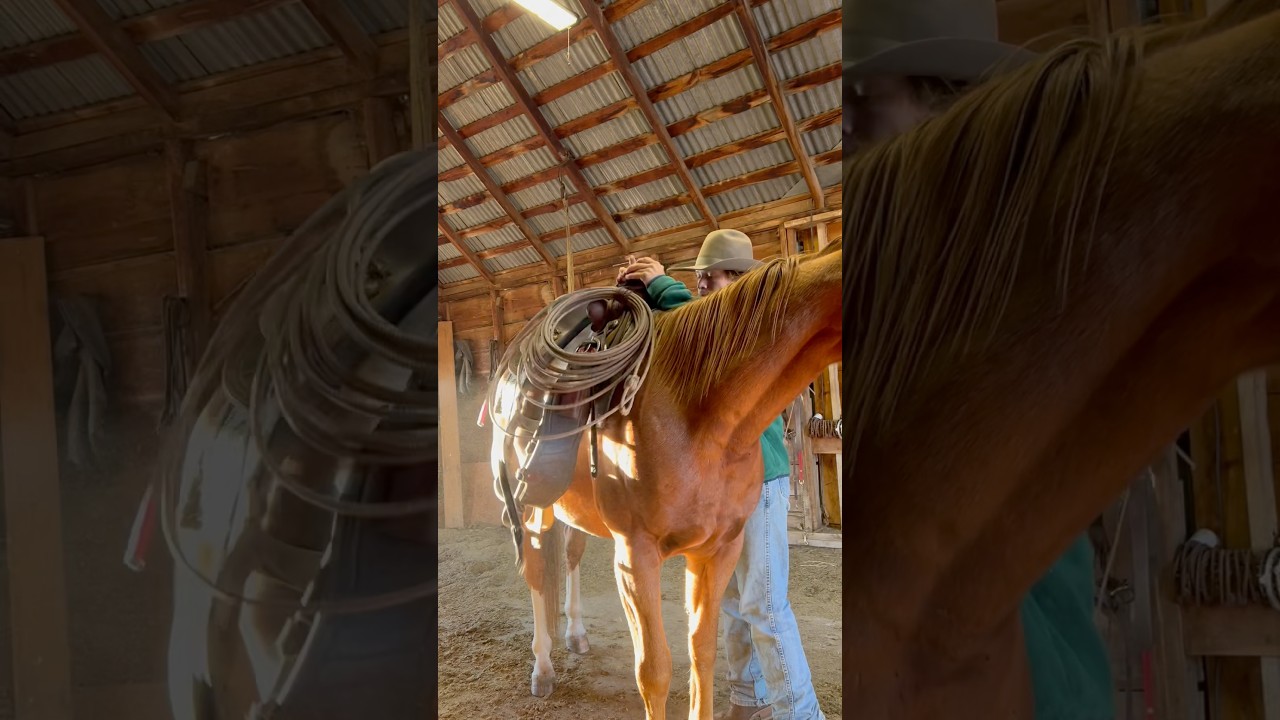 Life on the ranch in 60 seconds ⏱️🤠